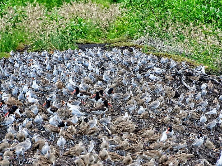 Aquatic birds