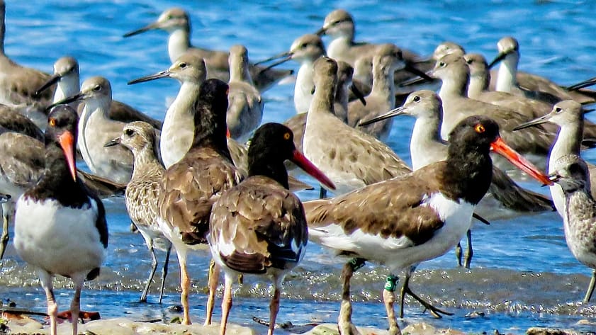 aquatic birds
