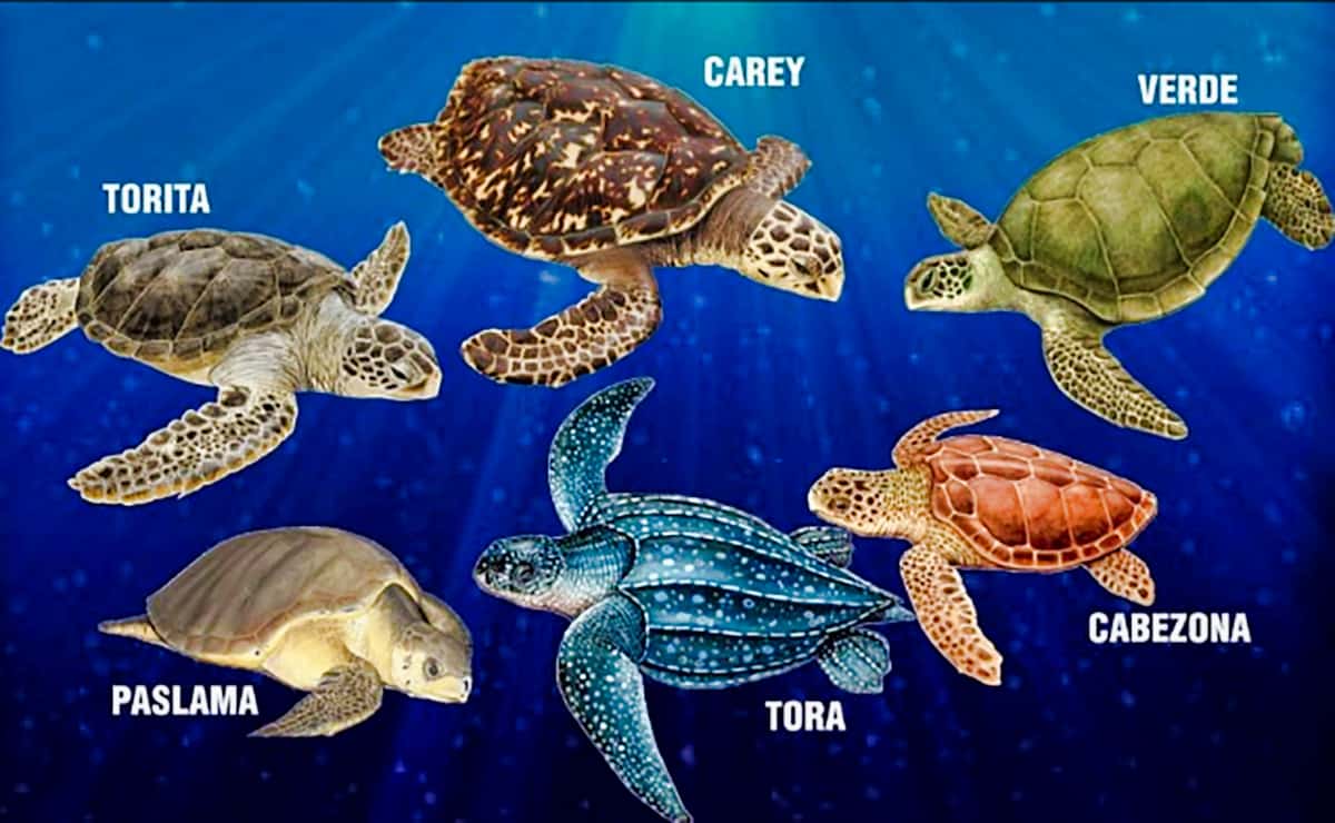 turtle species